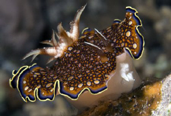 Chromodoris-charlottae by Dray Van Beeck 